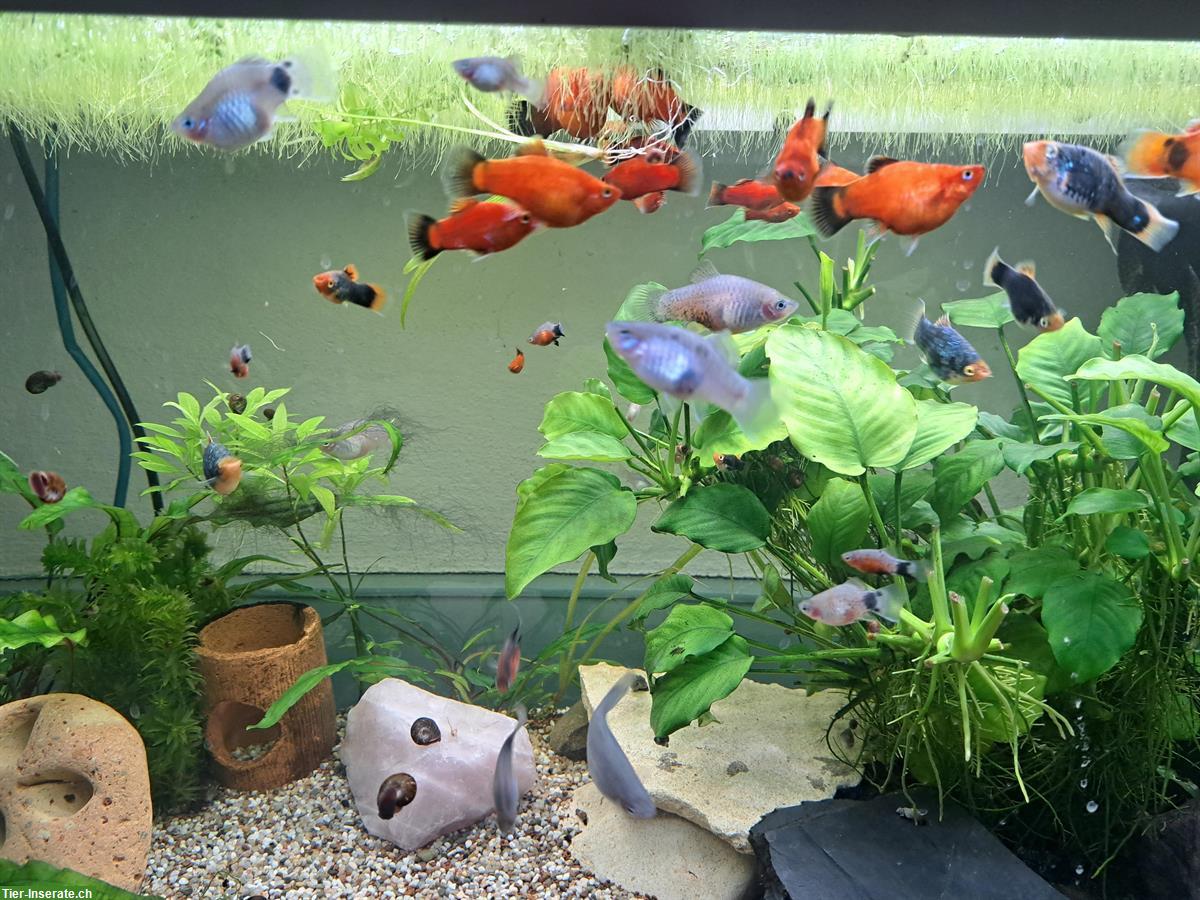 Bild 2: Schöne Guppys aus Zucht, optional mit Aquarium und Zubehör