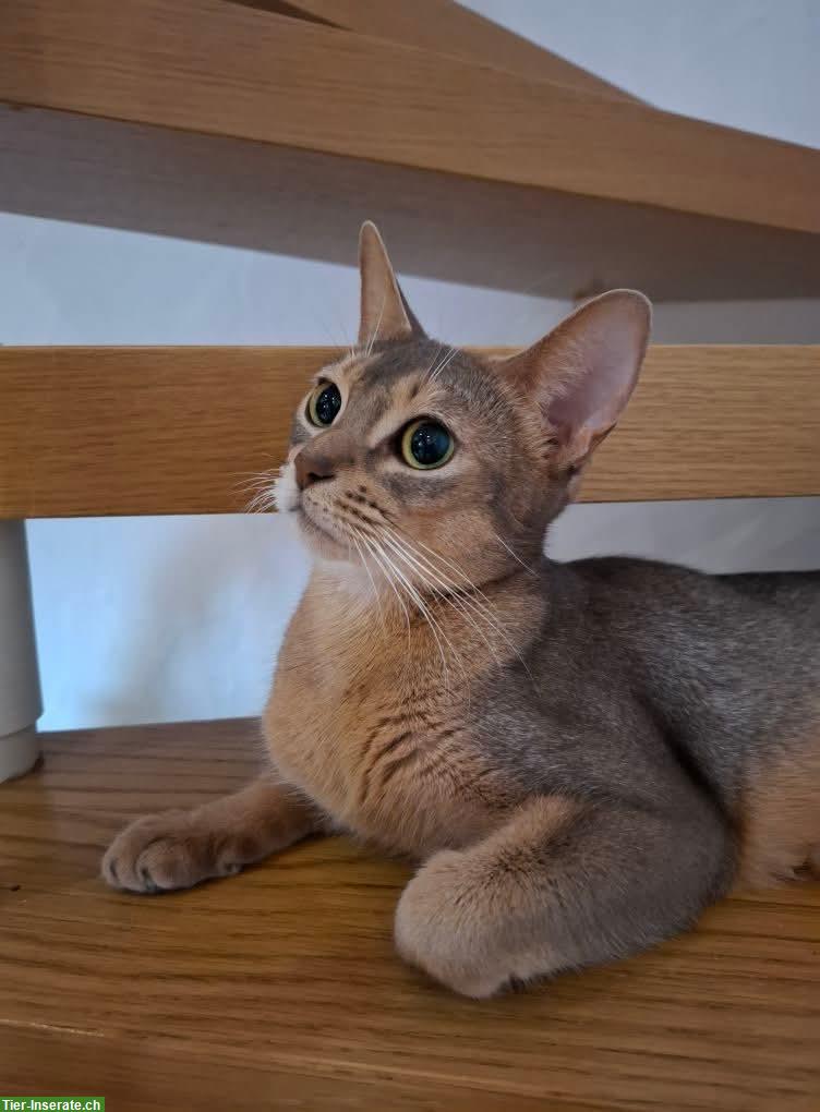 Abessinier Katze, 5-jährig, weiblich, aus Hobbyzucht