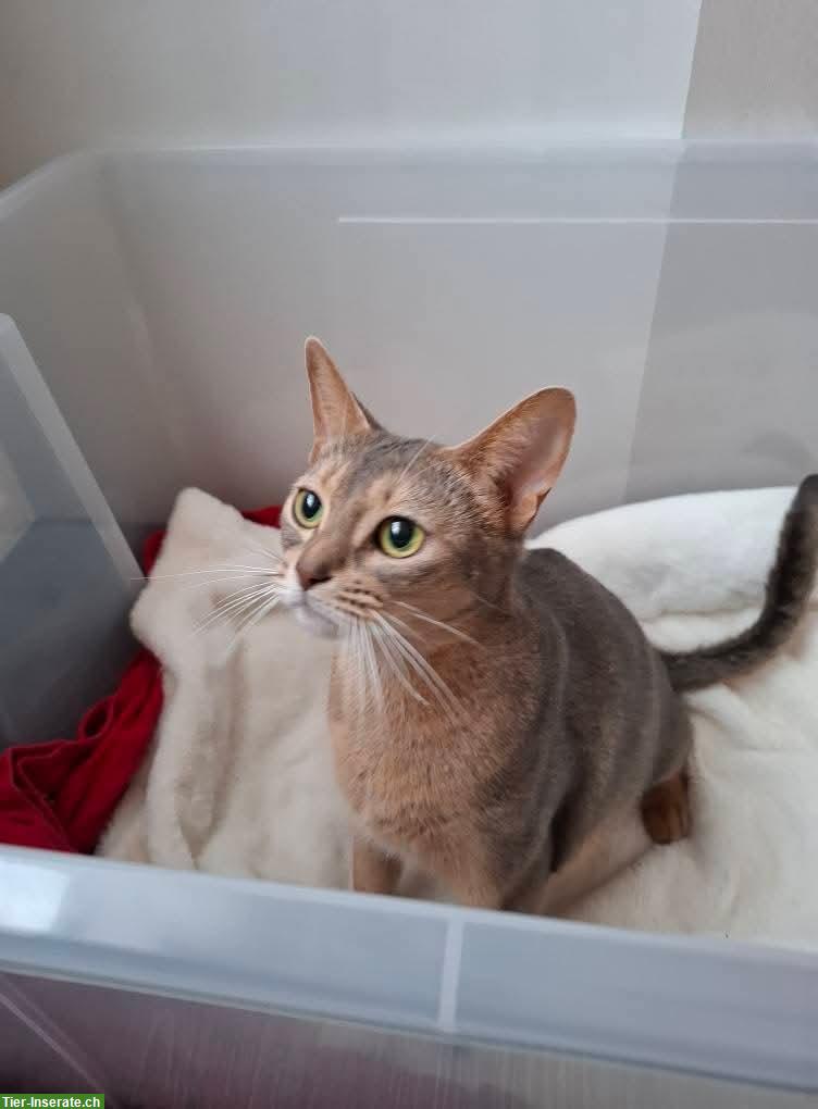 Bild 3: Abessinier Katze, 5-jährig, weiblich, aus Hobbyzucht