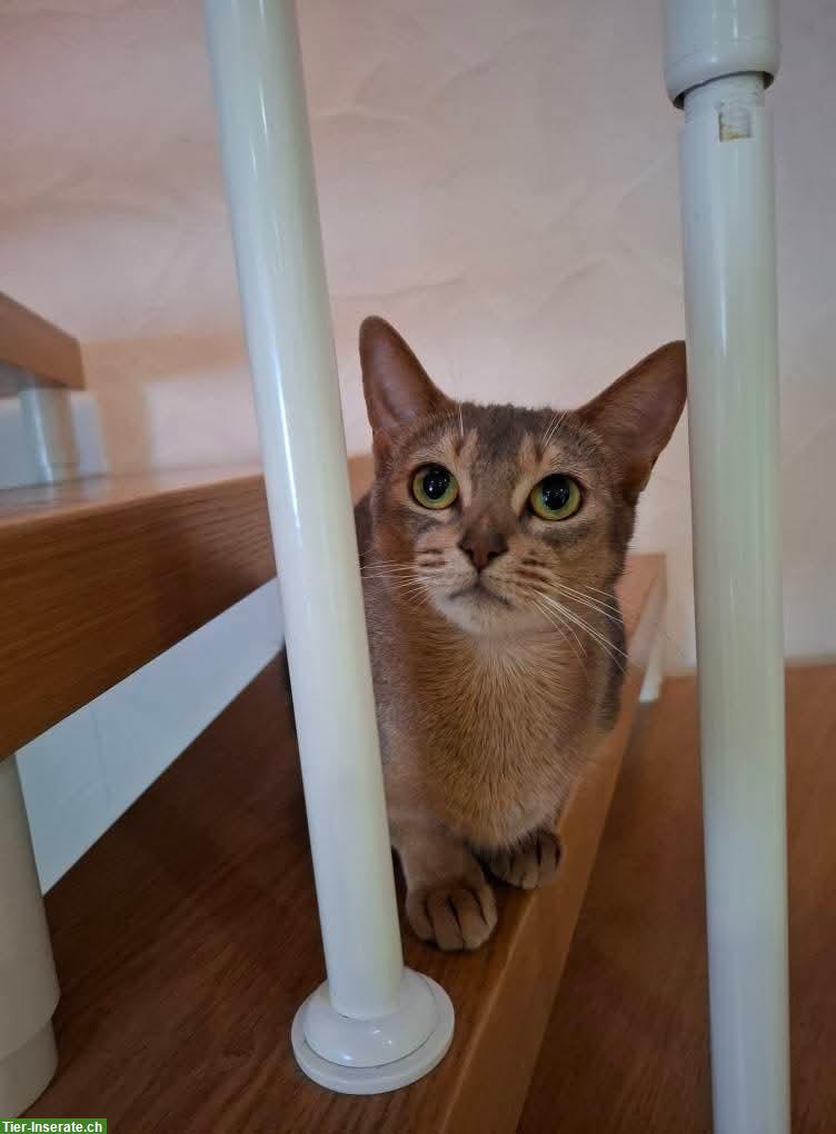 Bild 4: Abessinier Katze, 5-jährig, weiblich, aus Hobbyzucht