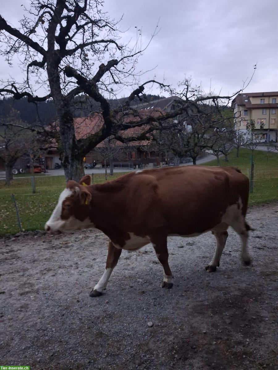 Bild 2: Hochträchtige Kuh, handzahm, Jg. 2020