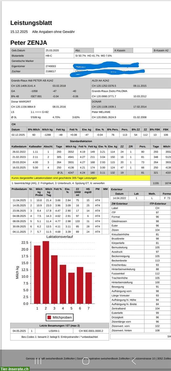 Bild 3: Hochträchtige Kuh, handzahm, Jg. 2020