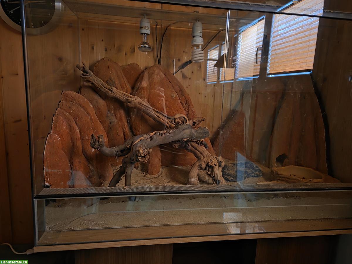 Glas-Terrarium inkl. Möbel und Zubehör