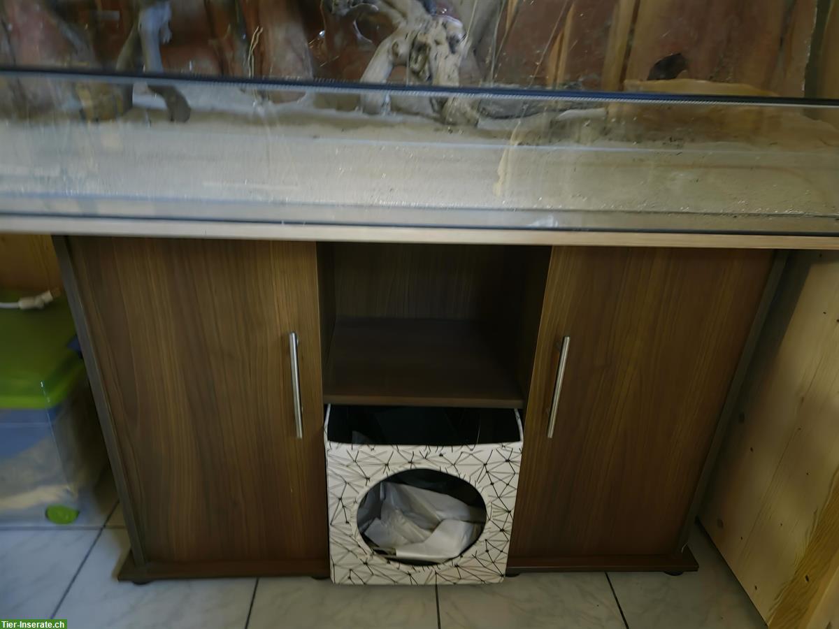 Bild 2: Glas-Terrarium inkl. Möbel und Zubehör