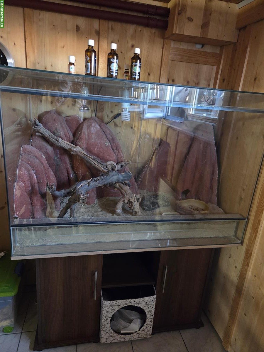 Bild 3: Glas-Terrarium inkl. Möbel und Zubehör