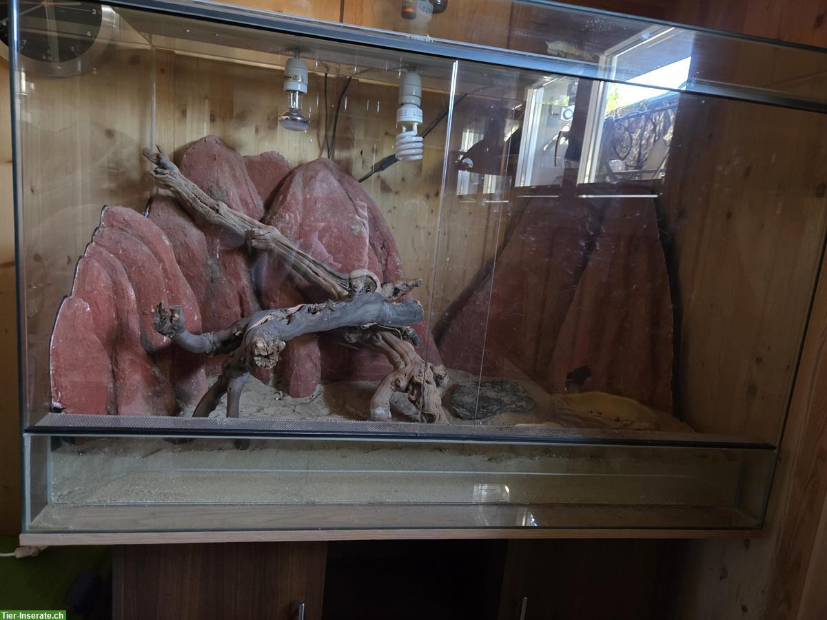 Bild 4: Glas-Terrarium inkl. Möbel und Zubehör