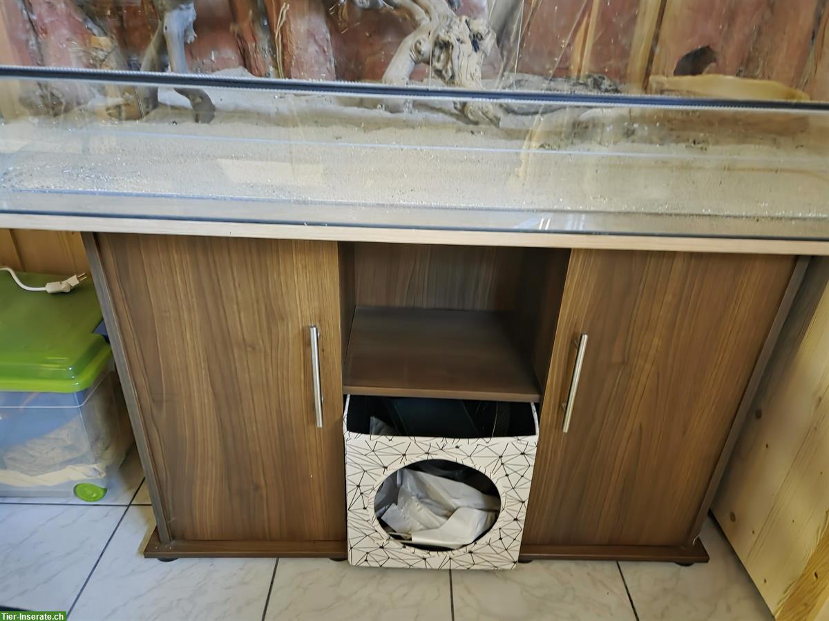 Bild 5: Glas-Terrarium inkl. Möbel und Zubehör