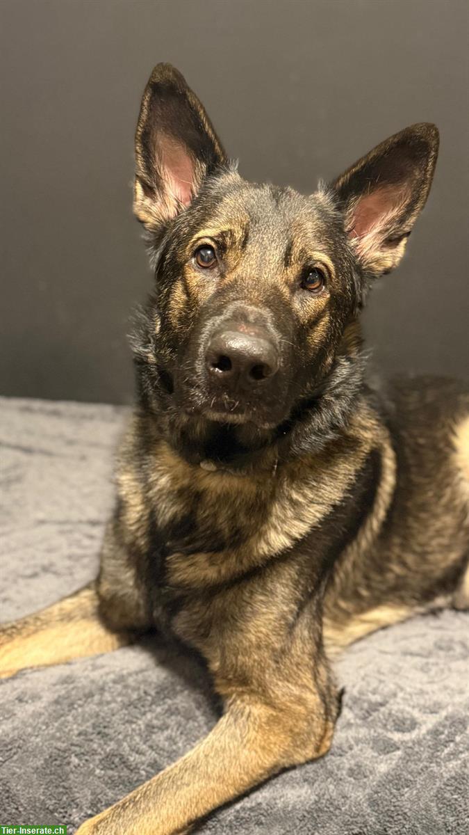 Deutscher Schäferhund Rüde sucht neuen Wirkungskreis