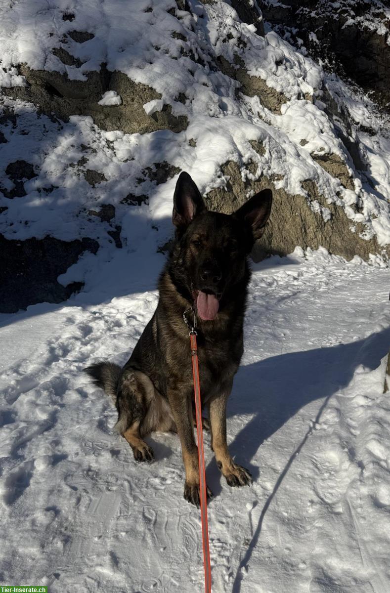 Bild 2: Deutscher Schäferhund Rüde sucht neuen Wirkungskreis