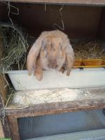 Französischer Widder Mix Bock