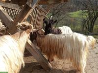 Walliser Ziegen, Gruppe (Kupferhals, Schwarzhals, Capra Sempione)