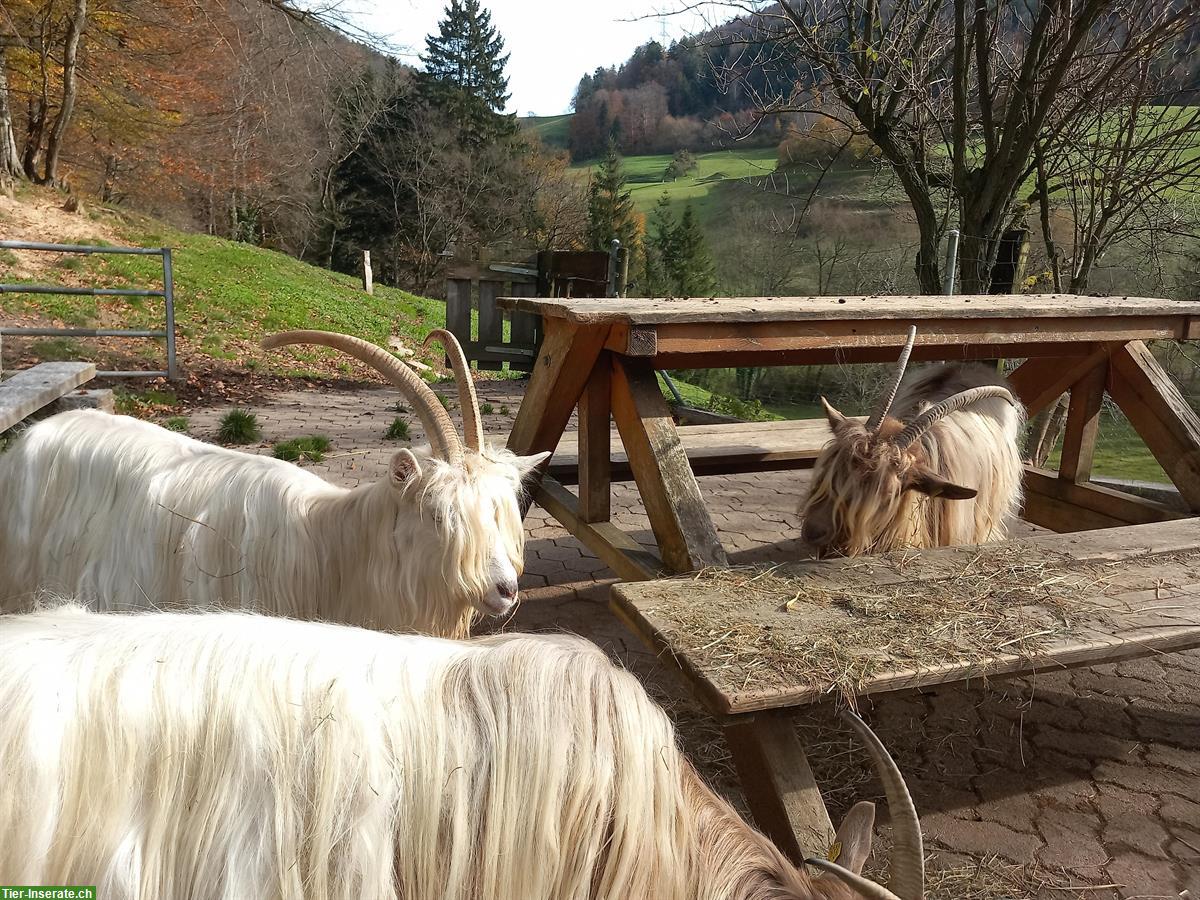 Bild 2: Walliser Ziegen, Gruppe Kupferhals, Schwarzhals, Capra Sempione