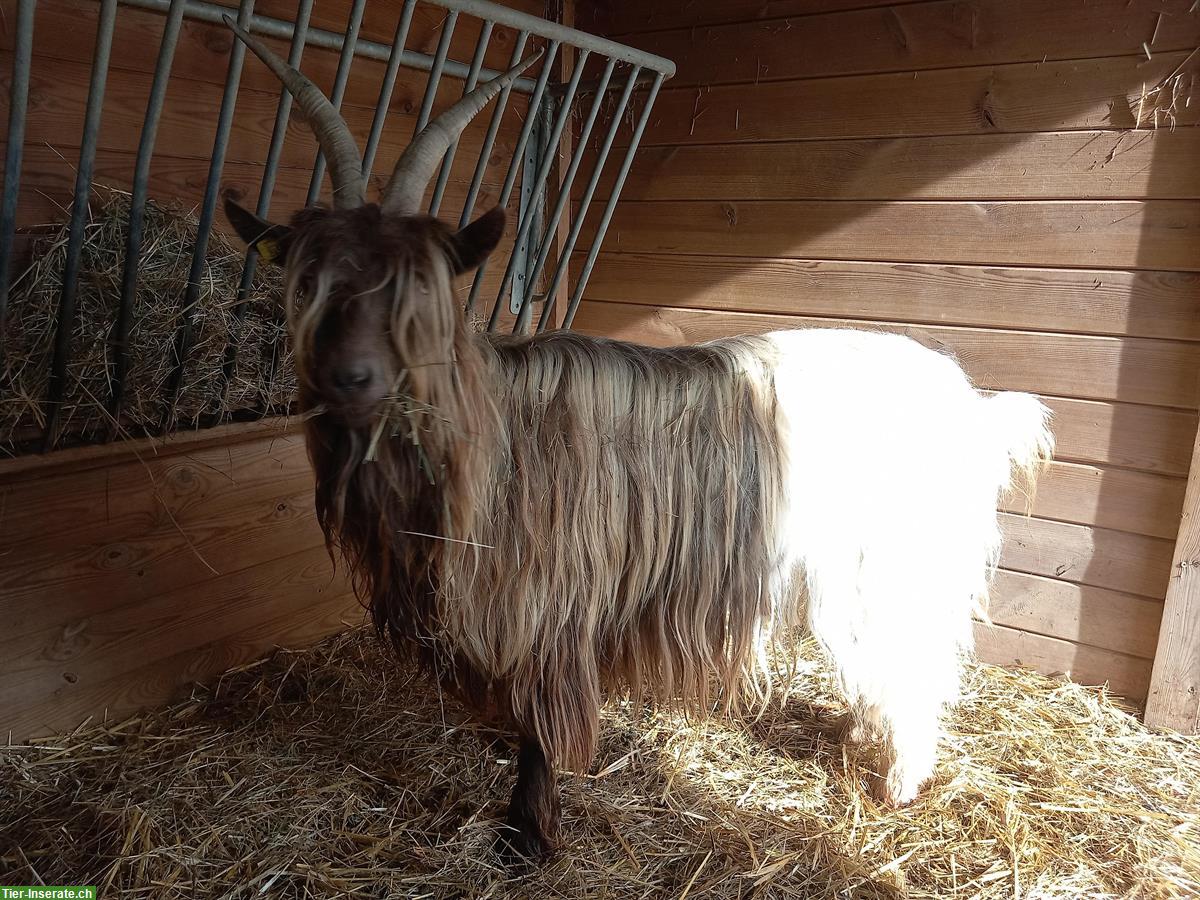 Bild 3: Walliser Ziegen, Gruppe Kupferhals, Schwarzhals, Capra Sempione
