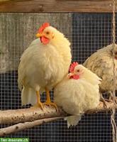 Handzahme Serama Hähne gratis abzugeben