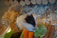 Junger Campbell Hamster, schwarz-weiss, zahm