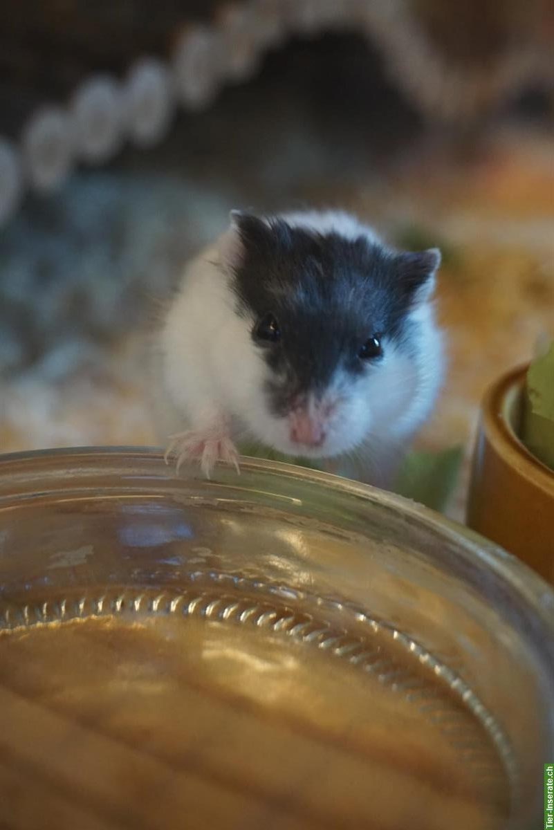 Bild 2: Junger Campbell Hamster, schwarz-weiss, zahm