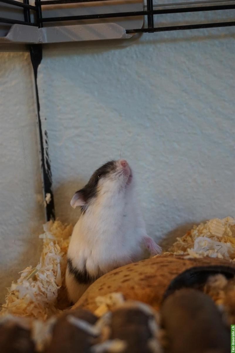 Bild 3: Junger Campbell Hamster, schwarz-weiss, zahm