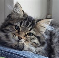 Junge Neva Masquarade Mischlingskatze sucht Freigang-Zuhause