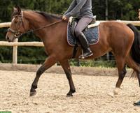 Freibergerstute, 8-jährig, Freizeit- und Kutschenpferd