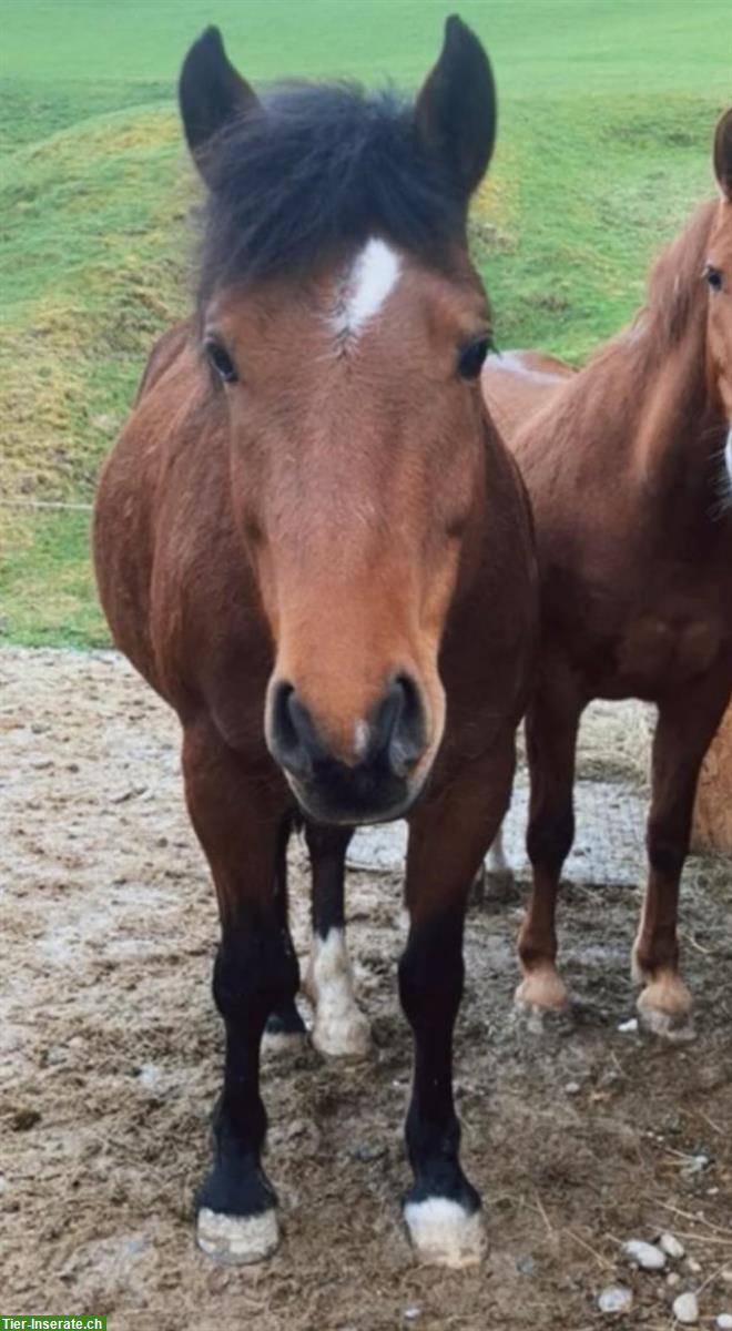 Bild 2: Freibergerstute, 8-jährig, Freizeit- und Kutschenpferd