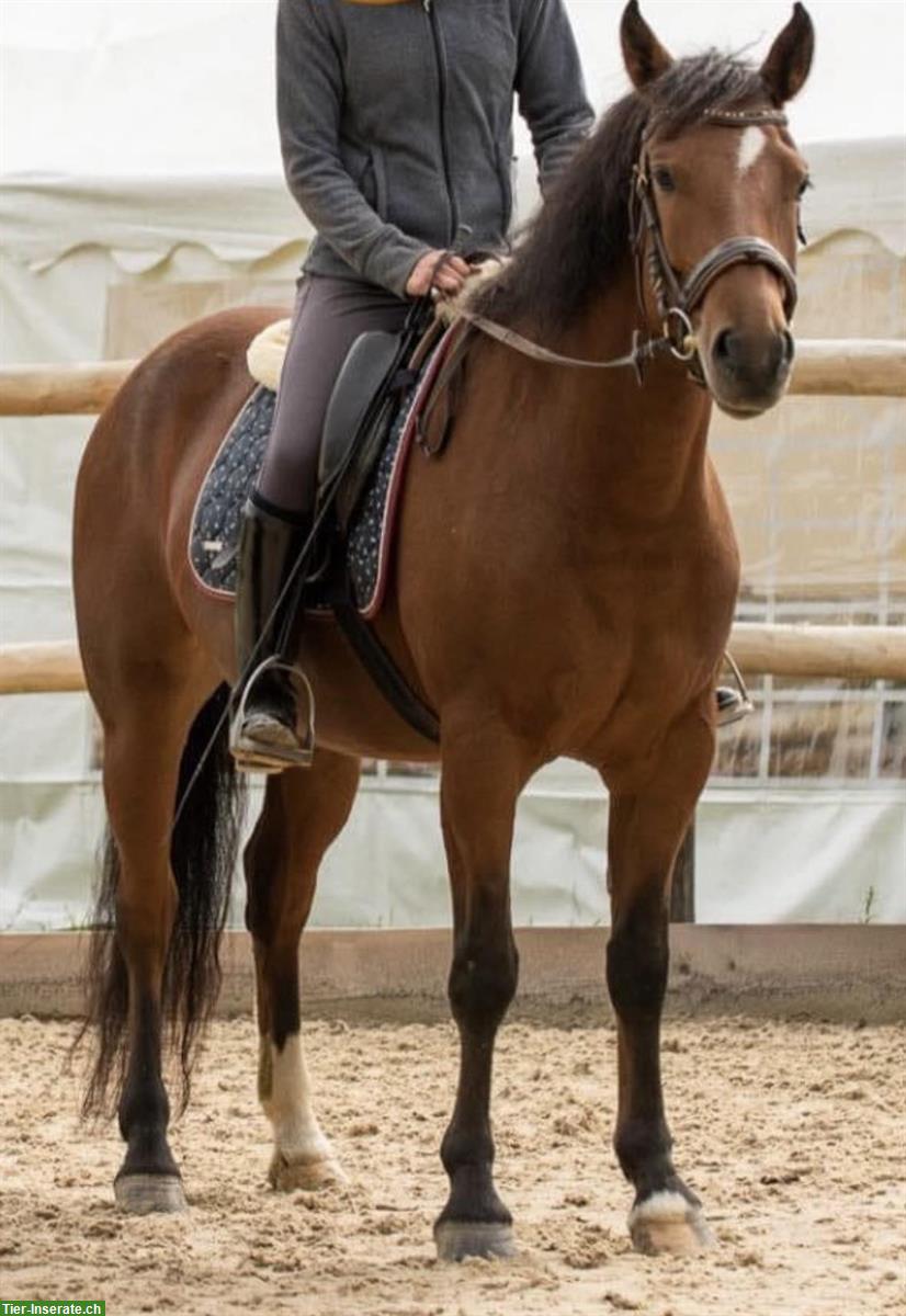 Bild 3: Freibergerstute, 8-jährig, Freizeit- und Kutschenpferd