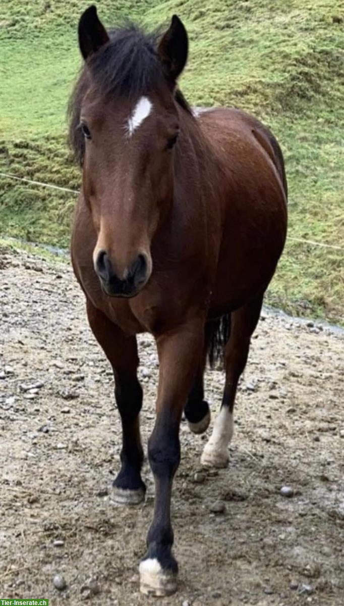 Bild 4: Freibergerstute, 8-jährig, Freizeit- und Kutschenpferd