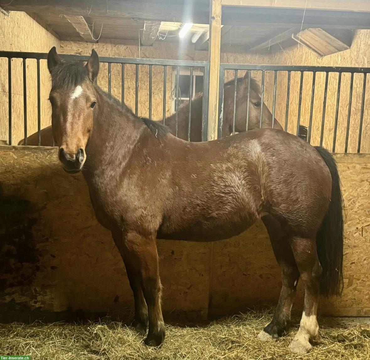 Bild 5: Freibergerstute, 8-jährig, Freizeit- und Kutschenpferd