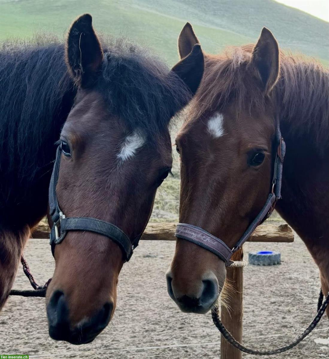 Bild 6: Freibergerstute, 8-jährig, Freizeit- und Kutschenpferd