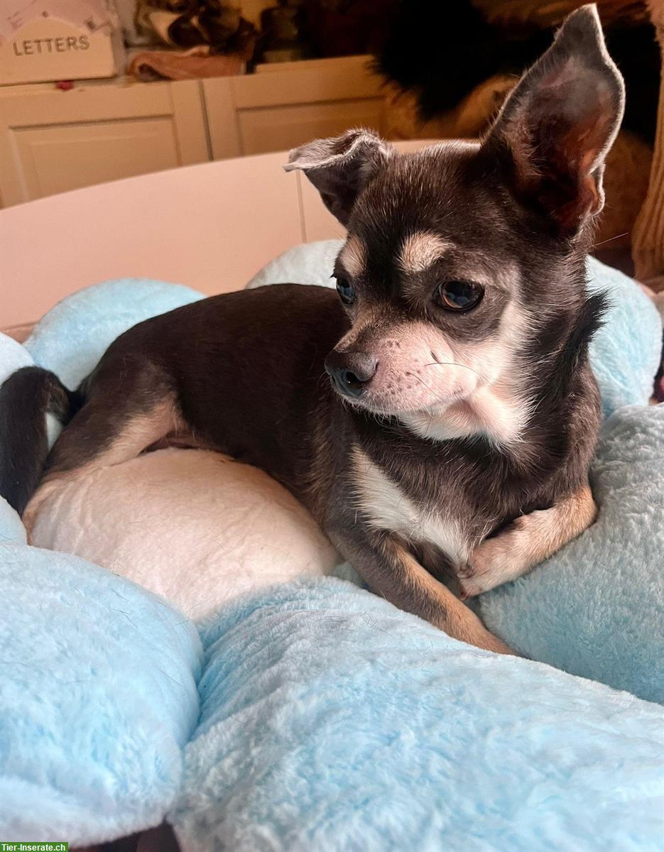 Chihuahua Hündin Blue Tan sucht neues Zuhause