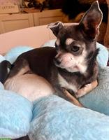 Chihuahua Hündin Blue Tan sucht neues Zuhause