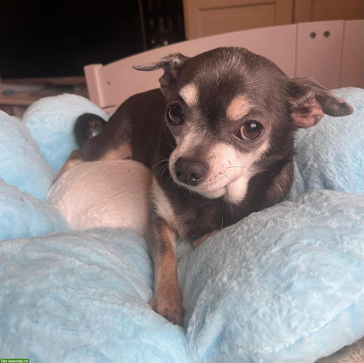 Bild 2: Chihuahua Hündin Blue Tan sucht neues Zuhause