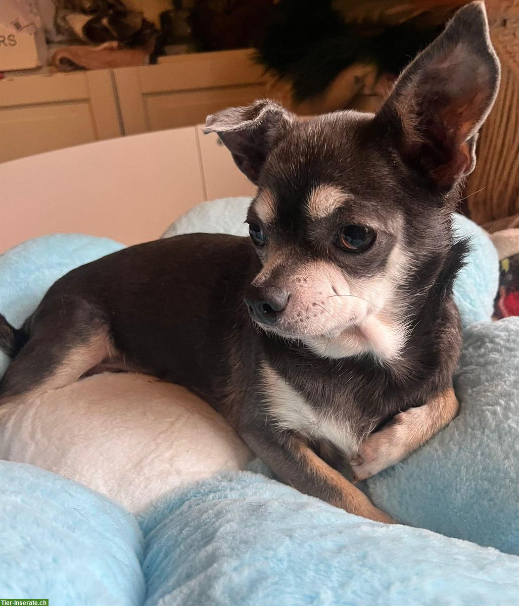 Bild 3: Chihuahua Hündin Blue Tan sucht neues Zuhause