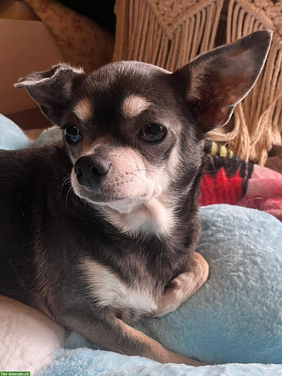 Bild 4: Chihuahua Hündin Blue Tan sucht neues Zuhause