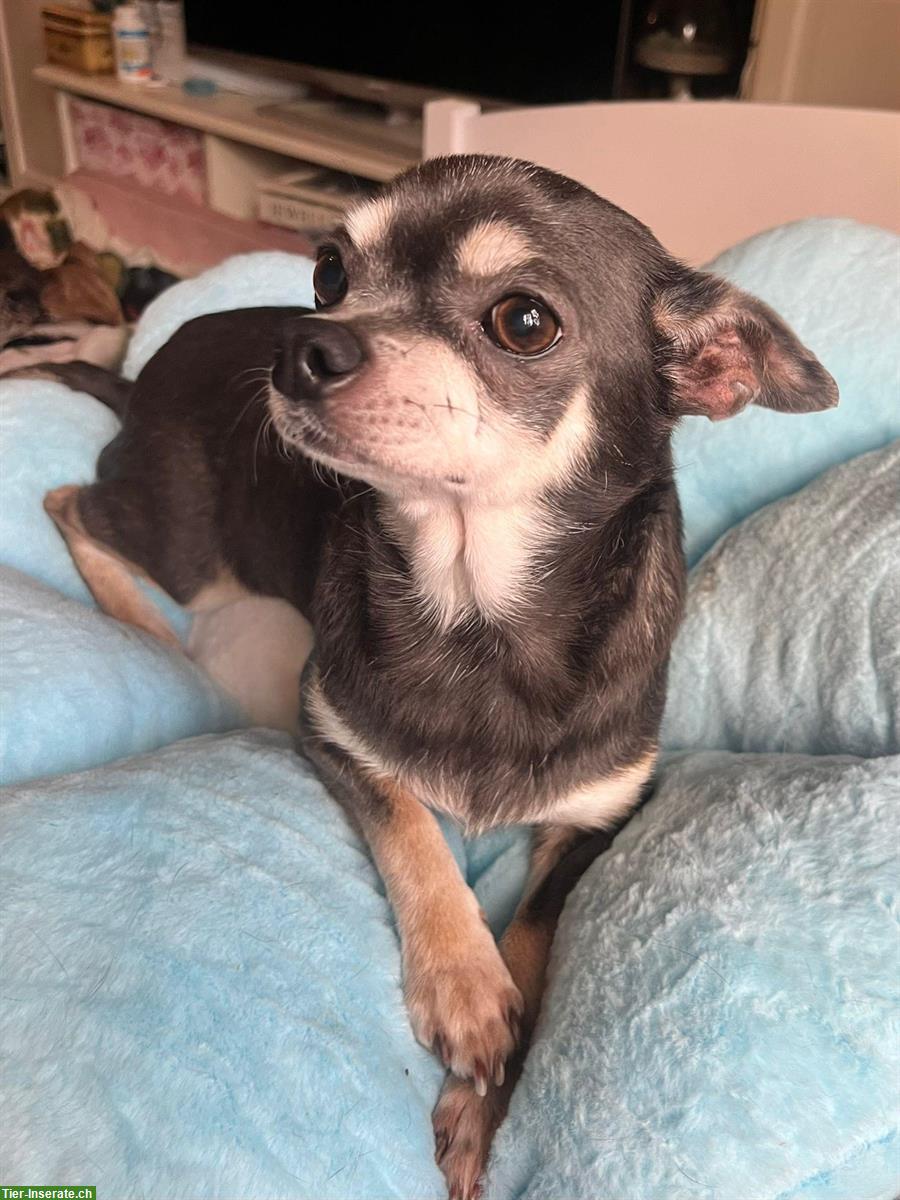 Bild 5: Chihuahua Hündin Blue Tan sucht neues Zuhause