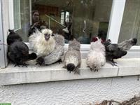 3 Zwerg-Seidenhühner und 3 Zwerg-Seidenhähne zu verkaufen