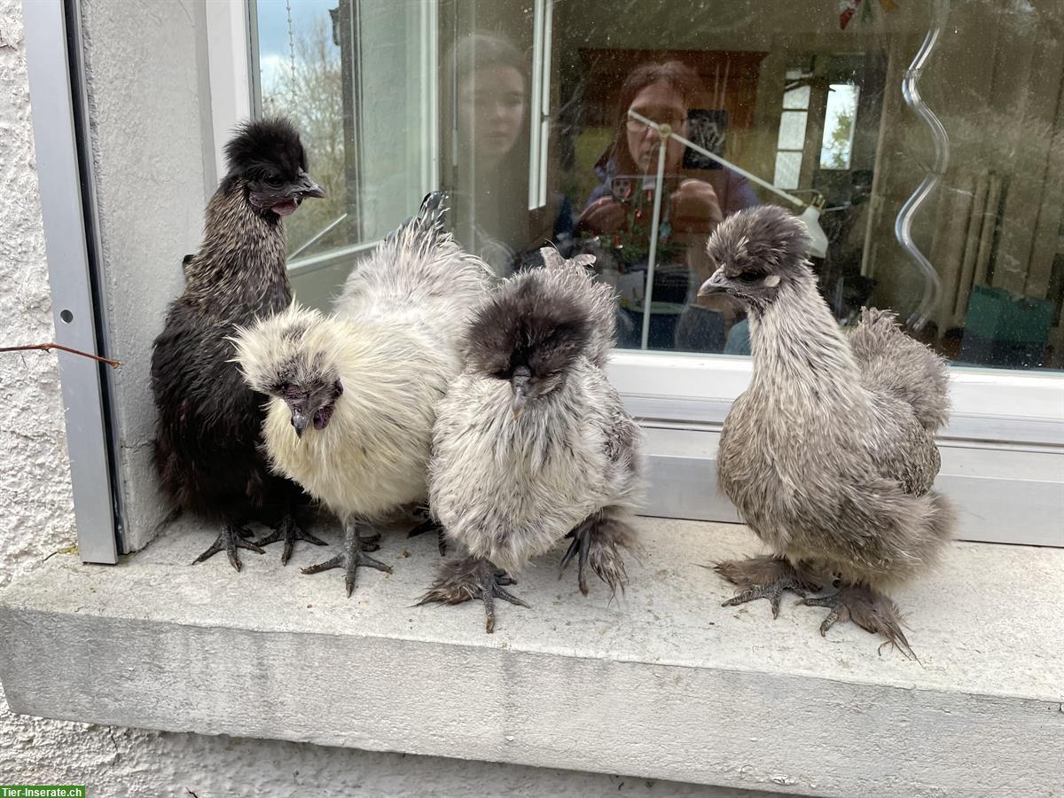 Bild 2: 3 Zwerg-Seidenhühner + 3 Zwerg-Seidenhähne zu verkaufen