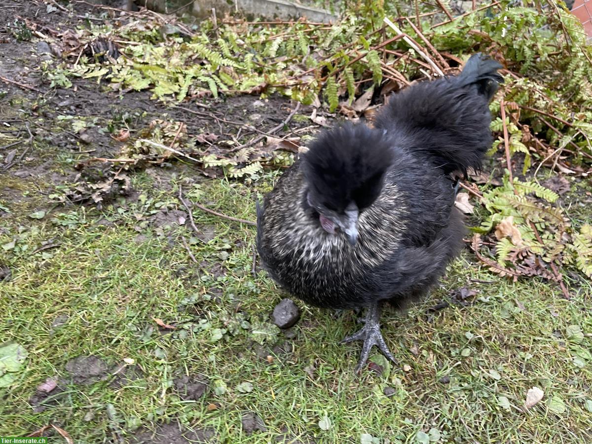 Bild 3: 3 Zwerg-Seidenhühner + 3 Zwerg-Seidenhähne zu verkaufen