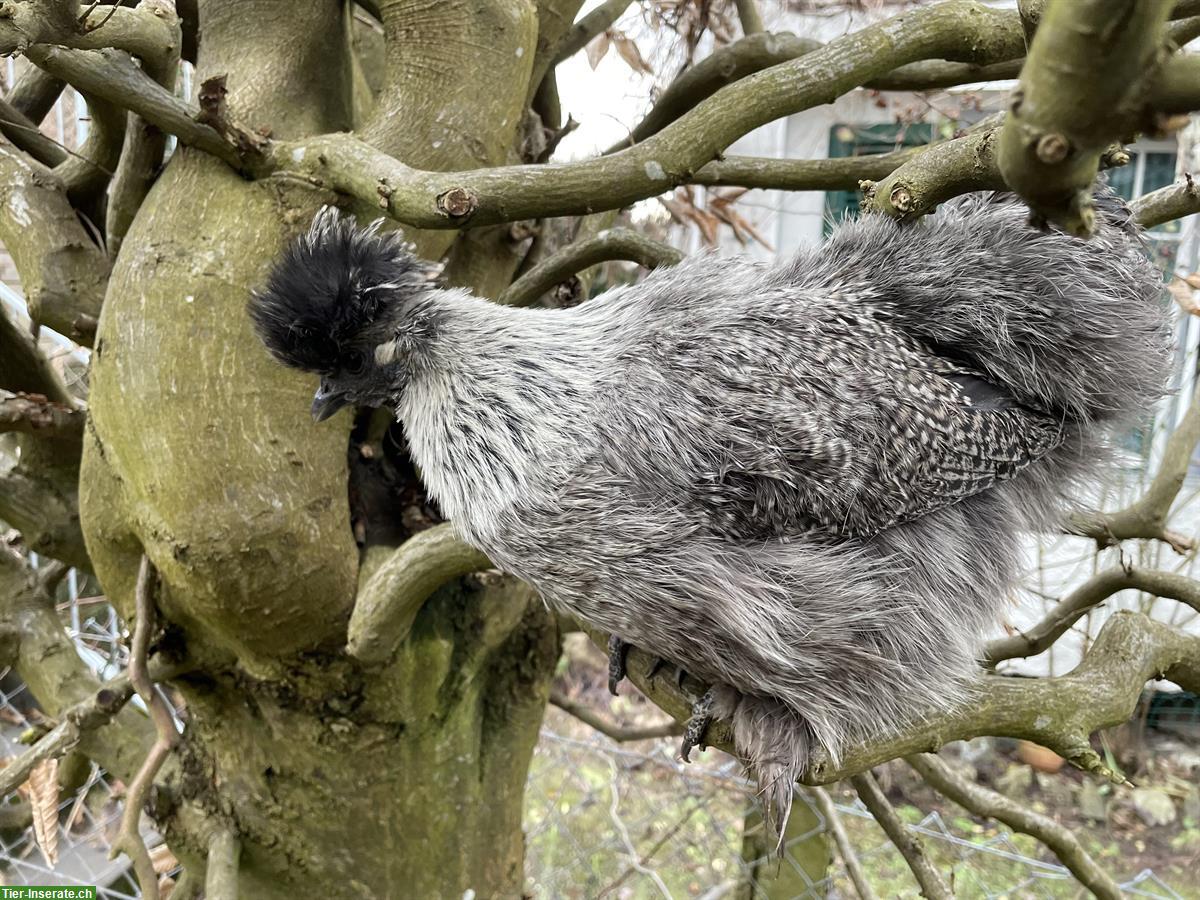 Bild 5: 3 Zwerg-Seidenhühner + 3 Zwerg-Seidenhähne zu verkaufen