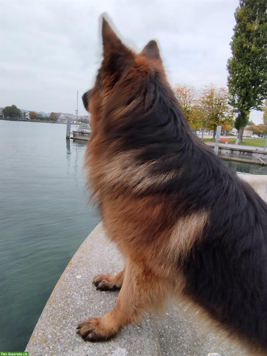 Bild 2: Suche Hundebetreuung für 1-2 Wochentage, Sitterdorf TG