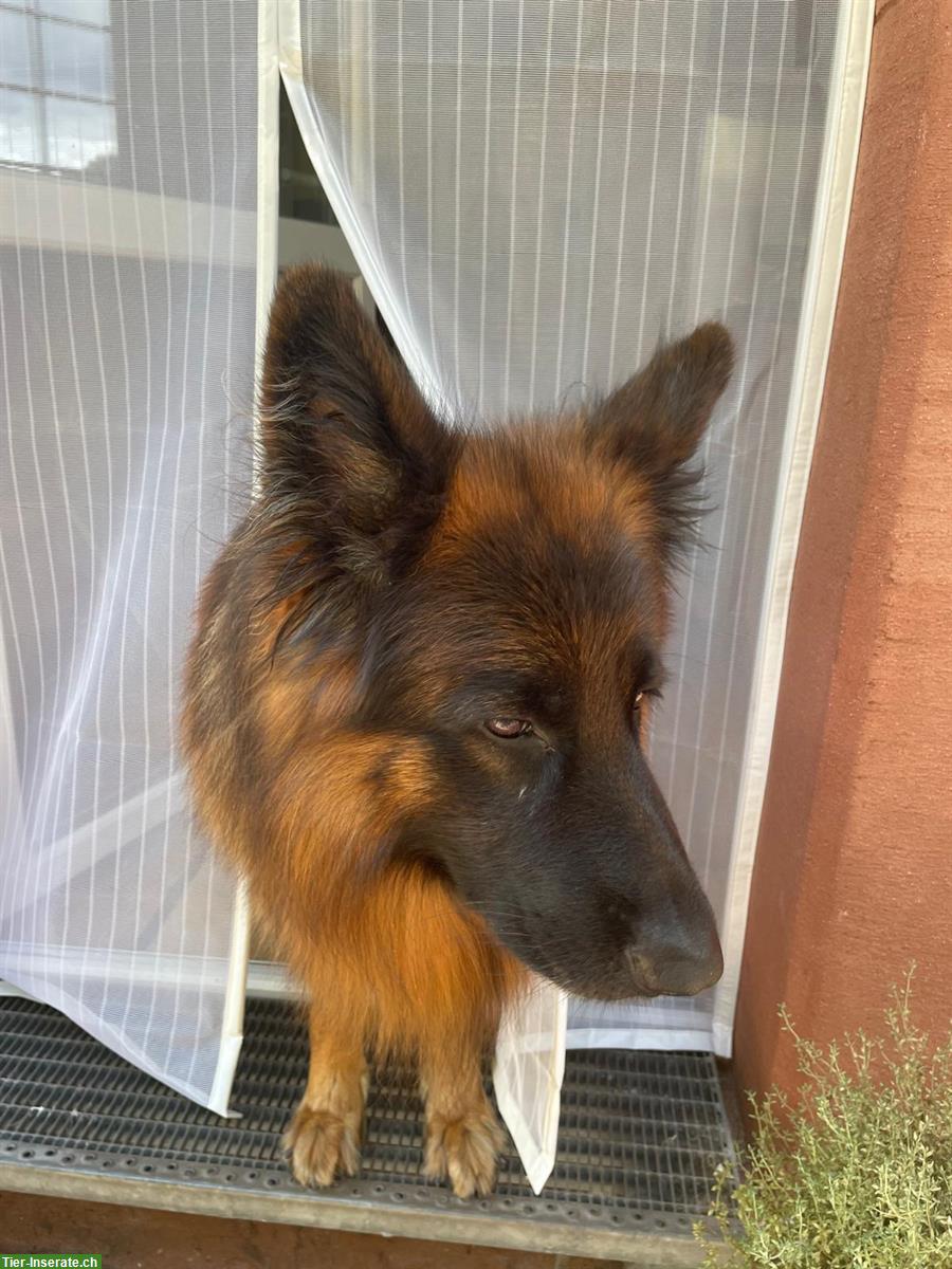 Bild 3: Suche Hundebetreuung für 1-2 Wochentage, Sitterdorf TG