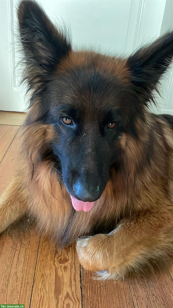 Bild 4: Suche Hundebetreuung für 1-2 Wochentage, Sitterdorf TG