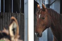 Warmblut Wallach Jg. 2011, tolles Freizeitpferd