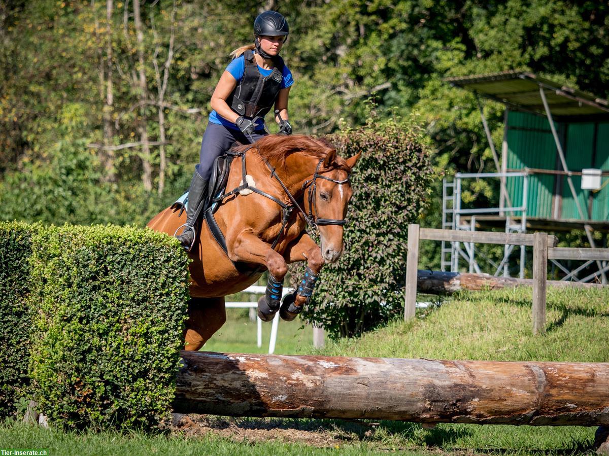 Bild 2: Warmblut Wallach Jg. 2011, tolles Freizeitpferd