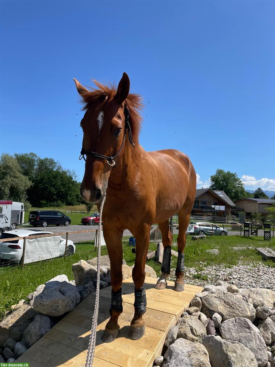 Bild 3: Warmblut Wallach Jg. 2011, tolles Freizeitpferd