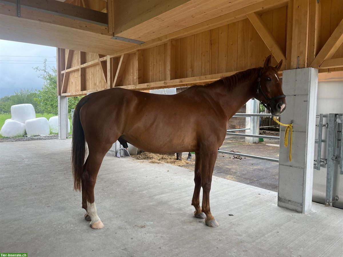 Bild 4: Warmblut Wallach Jg. 2011, tolles Freizeitpferd