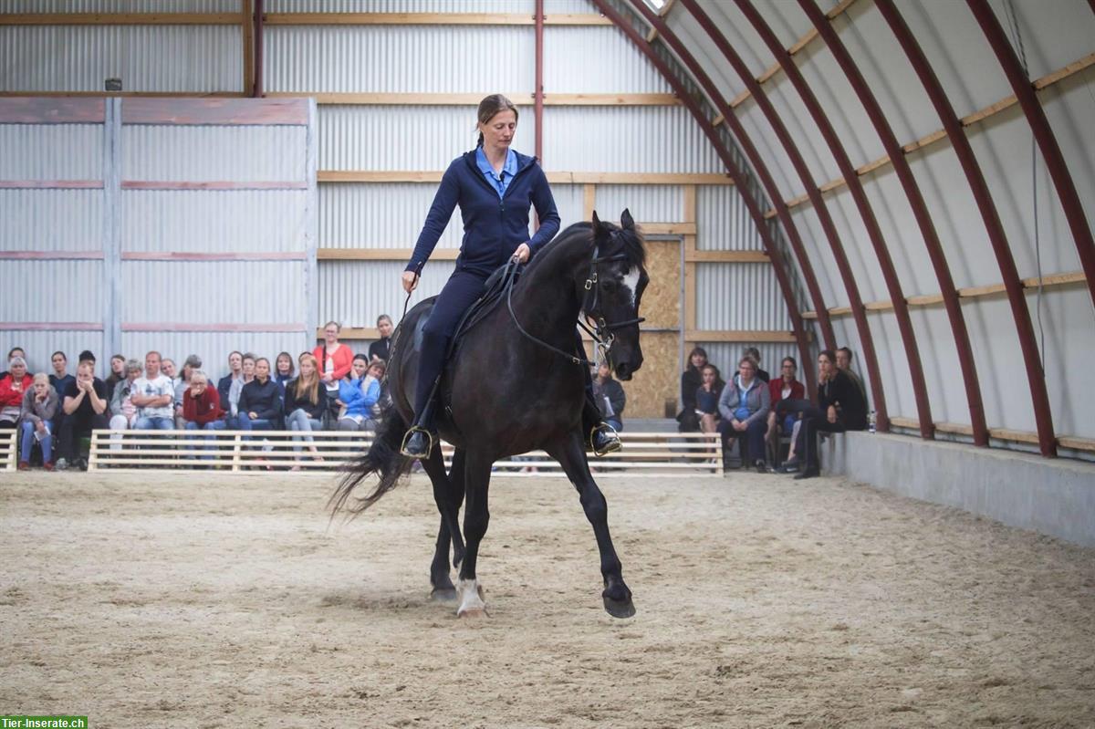 Akademische Reitkunst Wochenendseminar