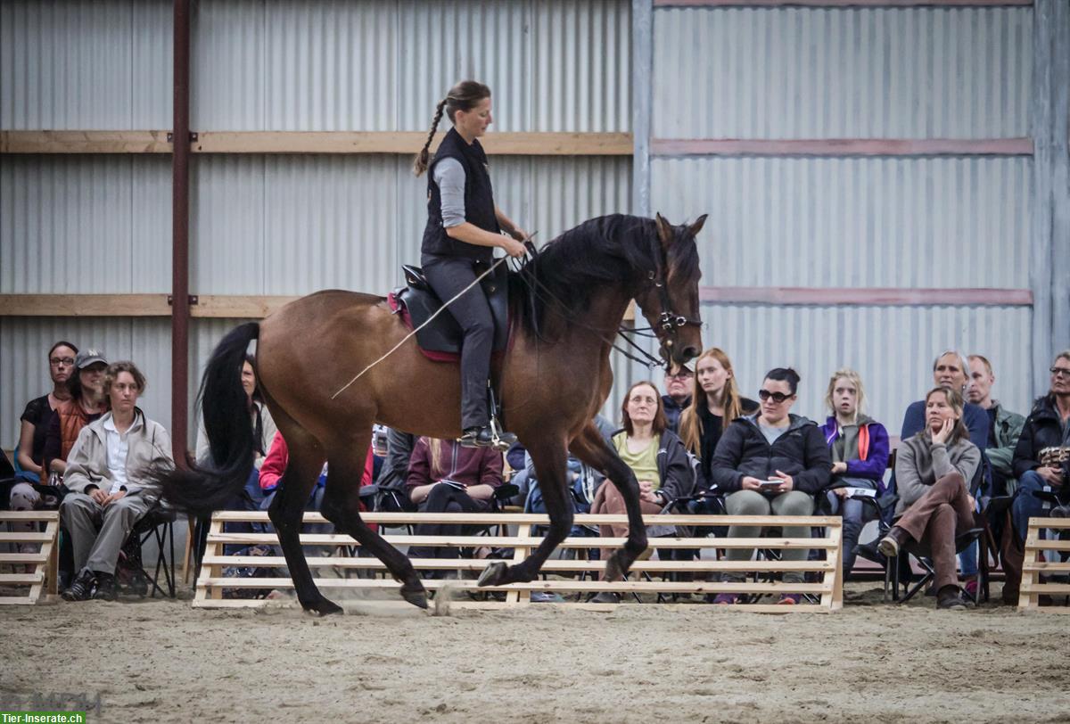 Bild 2: Akademische Reitkunst Wochenendseminar