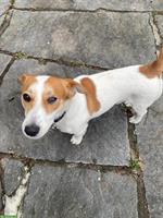 Lieber Jack Russell Rüde zu verkaufen