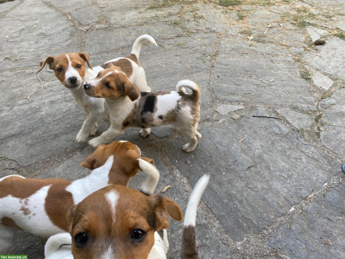 Bild 3: Lieber Jack Russell Rüde zu verkaufen