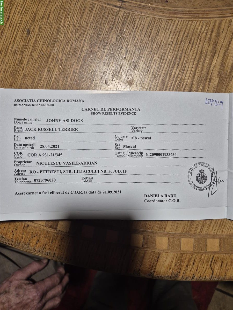 Bild 4: Lieber Jack Russell Rüde zu verkaufen